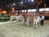 presentation vaches 1